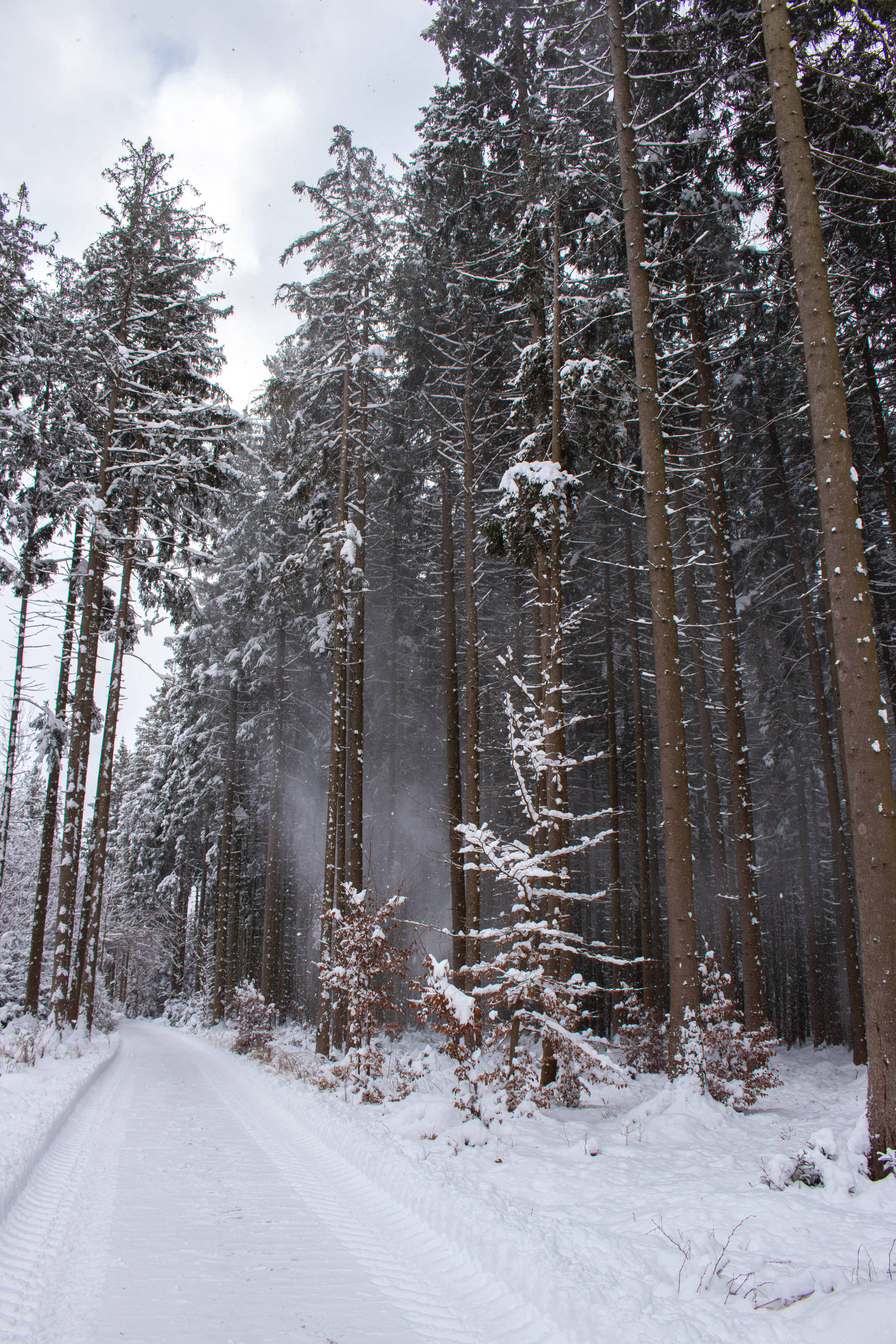 Weg im Wald bei Höhenkirchen-Siegertsbrunn