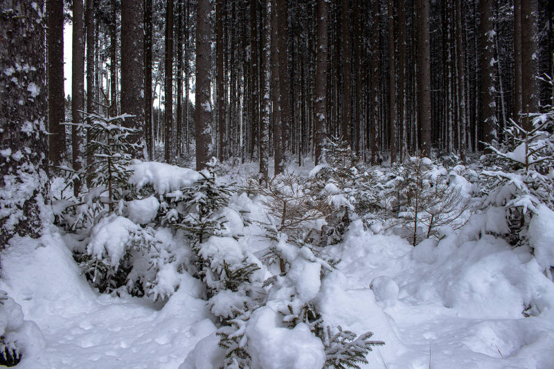 fantasy forest landscape in winter