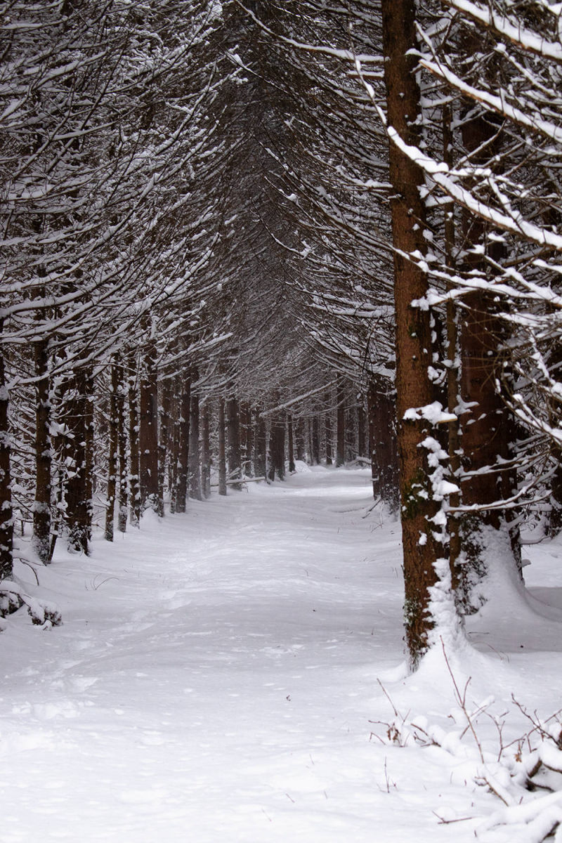 Allee Bäume Wald Winter