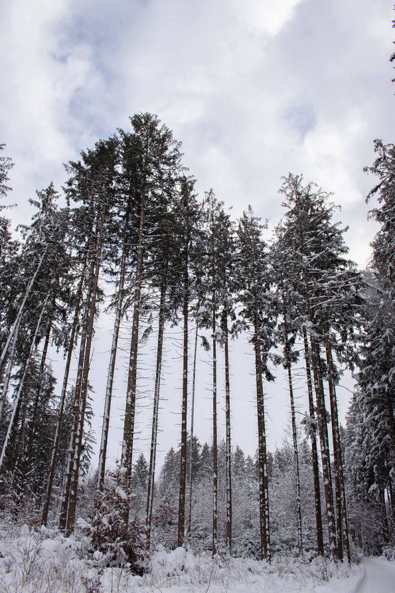 hohe Bäume Wald Höhenkirchen-Siegertsbrunn