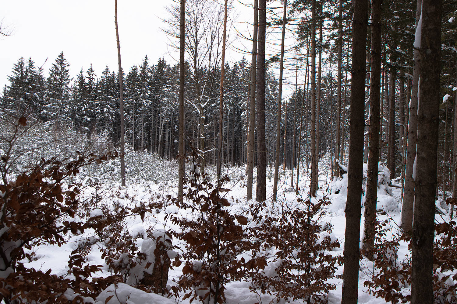 Forestscape in winter 