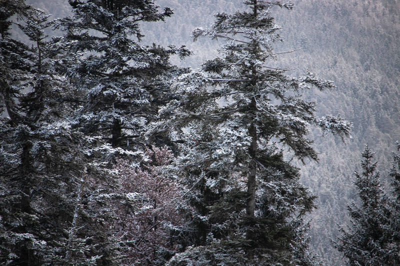 Bäume und Wald bedeckt vom Schnee im Winter