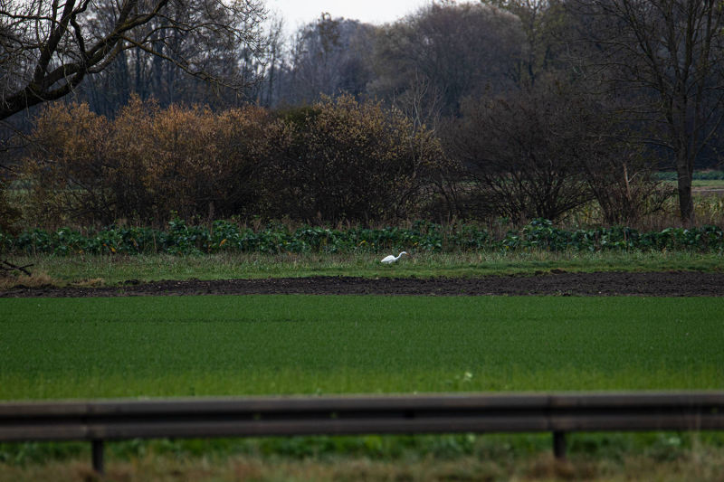 ein weißer Reiher ist im Feld zu sehen