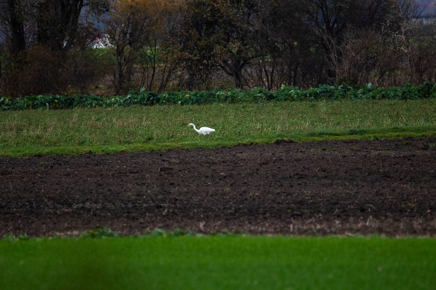 Weißer Reiher sucht Nahrung in Gräsern nahe am Feld