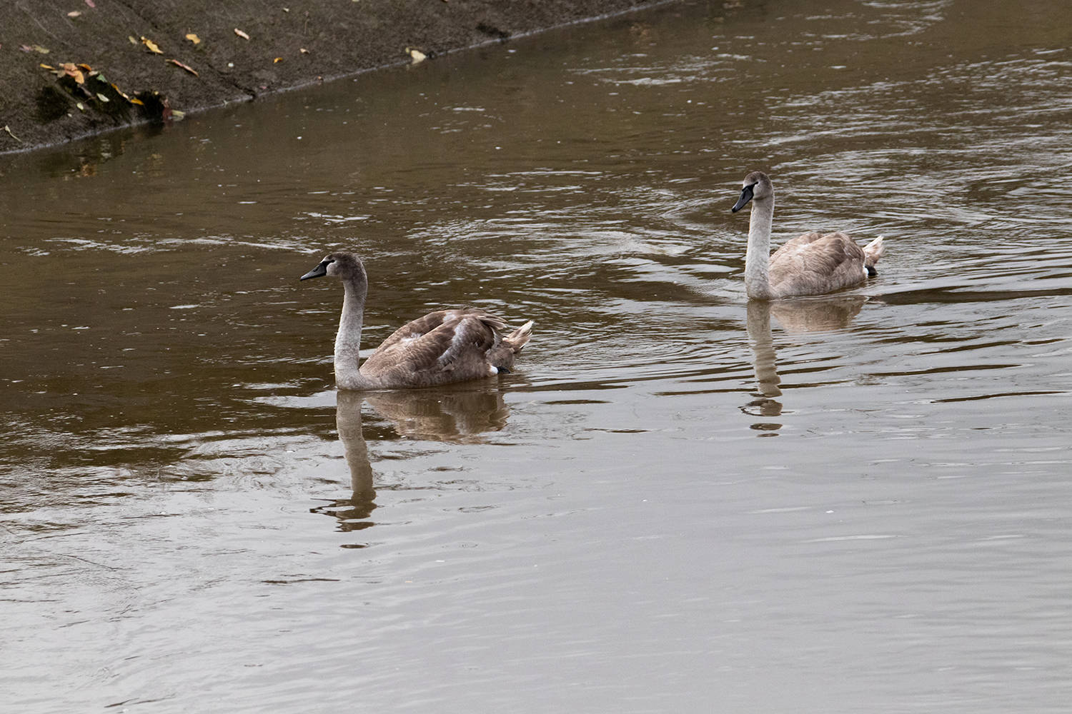 Zwei junge Schwäne schwimmen im Kanal, das Wasser ist braun 