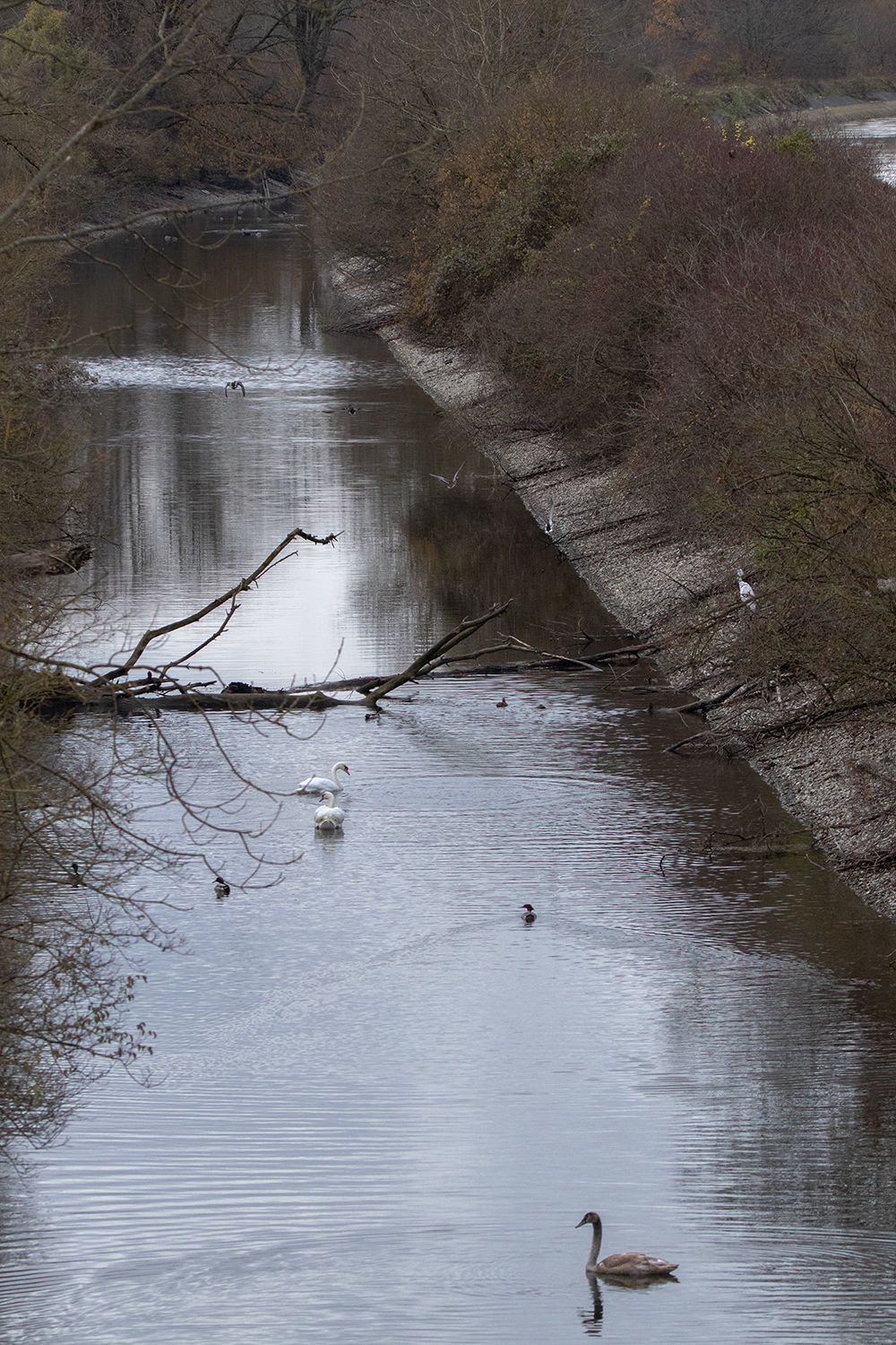 Vögel wie Schwäne und Enten und Haubentaucher schwimmen den Fluss entlang umgeben von Natur 