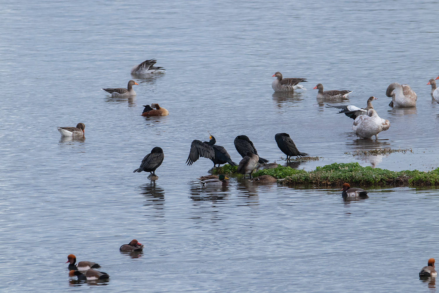 Vögel am Wasser wie Kormorane sitzen auf der erdigen Insel Enten und Gänse