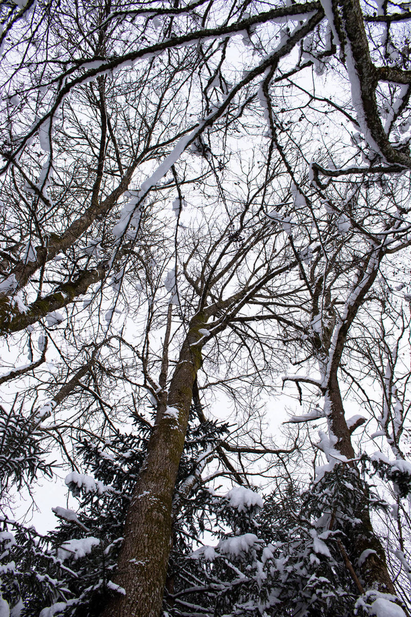 Bäume Wald Äste Winter