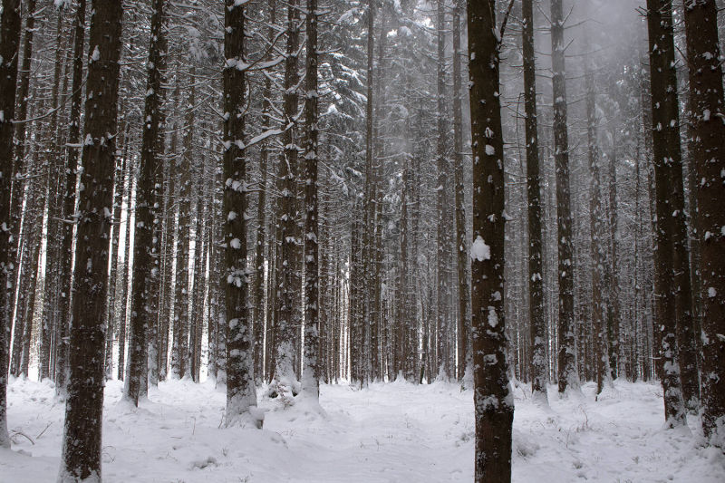 Winterlandschaft im Wald von Höhenkirchen-Siegertsbrunn