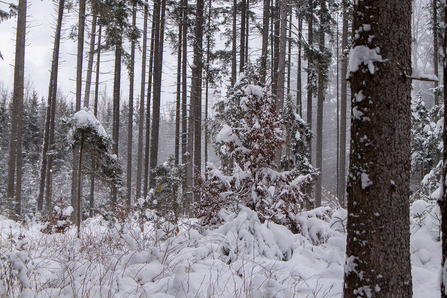 Waldstück Höhenkirchen-Siegertsbrunn im Winter